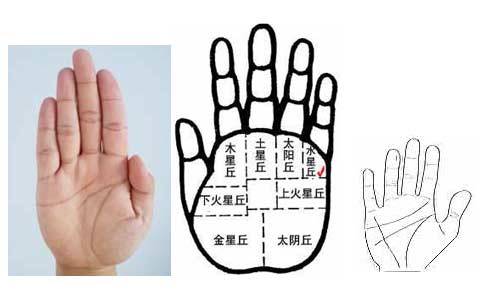 小指长度,水星线和水星丘的位置